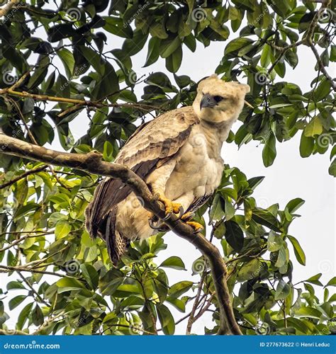 Harpy Eagle Talons