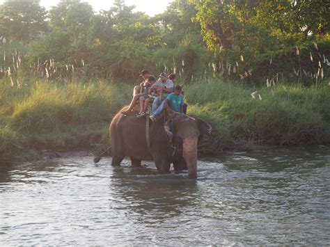 6 REASONS WHY YOU SHOULD NEVER DO AN ELEPHANT SAFARI IN CHITWAN NATIONAL PARK - Third Eye ...