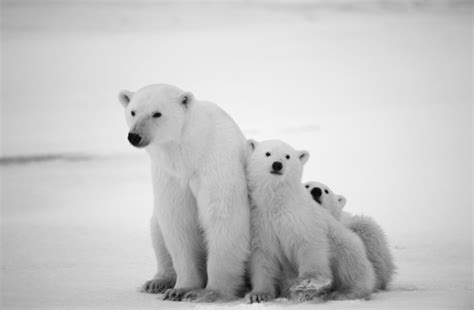 Top 10 Snow Animals and How They Survive the Cold | Discover Magazine