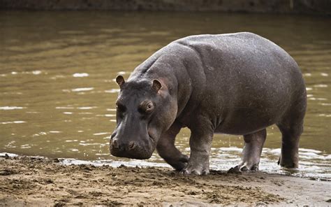 Hippopotamus