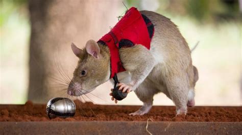 Rats get a bad rap. These landmine-sniffing rodents are helping change that | CBC Radio