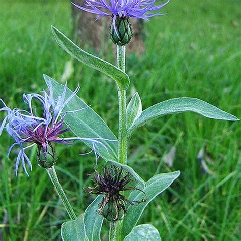 Washington State Noxious Weed Control Board