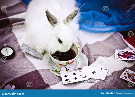 4,569 Crazy Rabbit Stock Photos - Free & Royalty-Free Stock Photos from ...