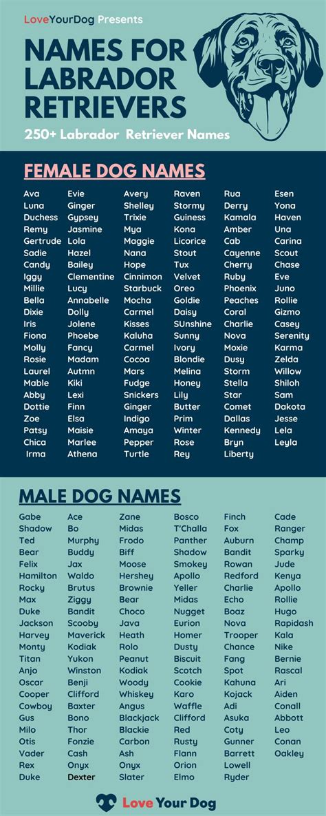 Labrador Retriever Dog Names: 250+ Names For Male & Female Labs | Dog names male, Female dog ...