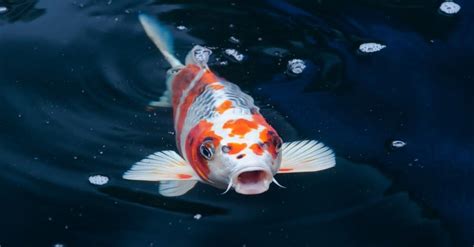 Koi Fish Lifespan: How Long Do Koi Fish Live? - A-Z Animals