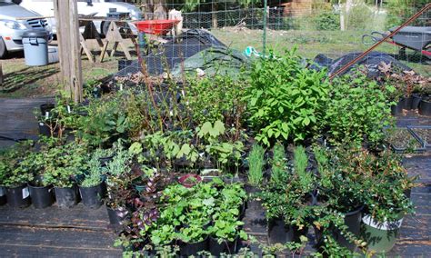 Our Native Plant Nursery Needs Your Support - Mayne Island Conservancy