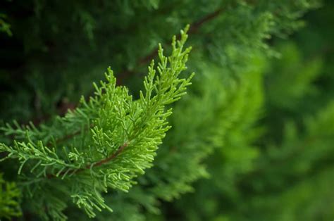 Why Is My European Cypress Tree Turning Brown? - Farmer Grows