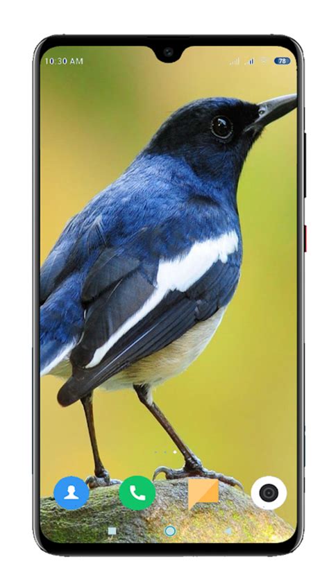 Bird Wallpaper 4K APK для Android — Скачать