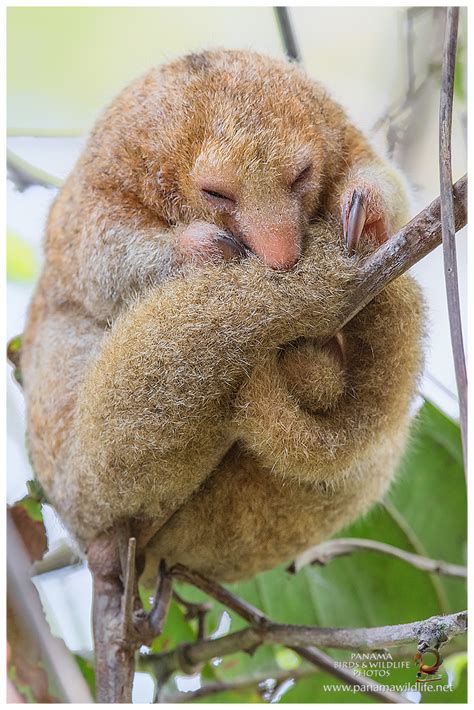 Featured species: Silky Anteater (Cyclopes didactylus)