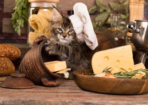 Can Cats Eat Cheese? Will It Hurt Them?