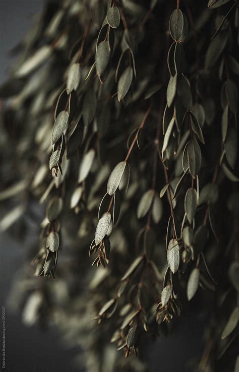 "Dried Eucalyptus Leaves On A Branch" by Stocksy Contributor "Dobránska ...