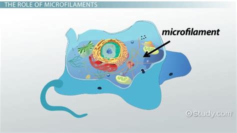 Microfilaments | Function, Location & Structure - Lesson | Study.com