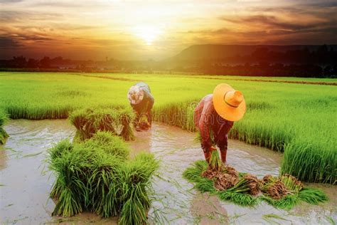 Farmer with landscape farm editorial photo. Image of cattle - 116803891