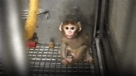 University of Washington experiments on baby monkeys | Experiments, Baby monkey, University of ...