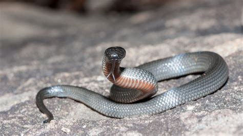 Australia's 10 most dangerous snakes