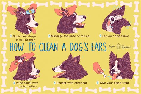 How to Clean Dog Ears at Home Naturally - Read A Topic Today