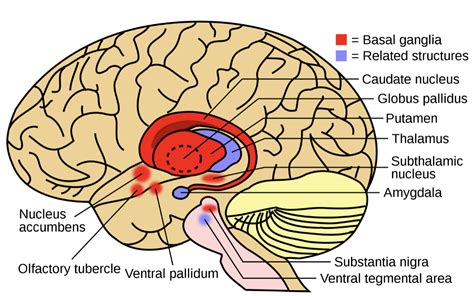 Basal Ganglia and Parkinson's Disease: How are they connected? — NeuroLab 360