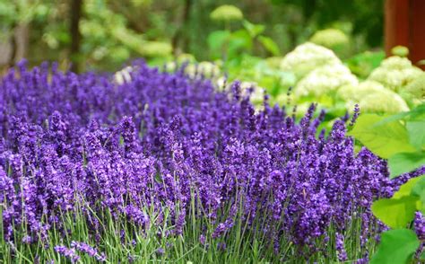 What Are The Different Types Of Lavender