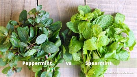 Explore The Many Different Types of Mint For The Garden And the Kitchen