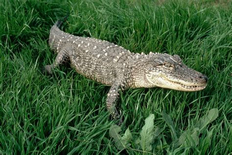 What Is The Spiritual Meaning of Alligators?