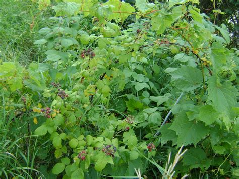 Wild Raspberries - Our Tiny Homestead