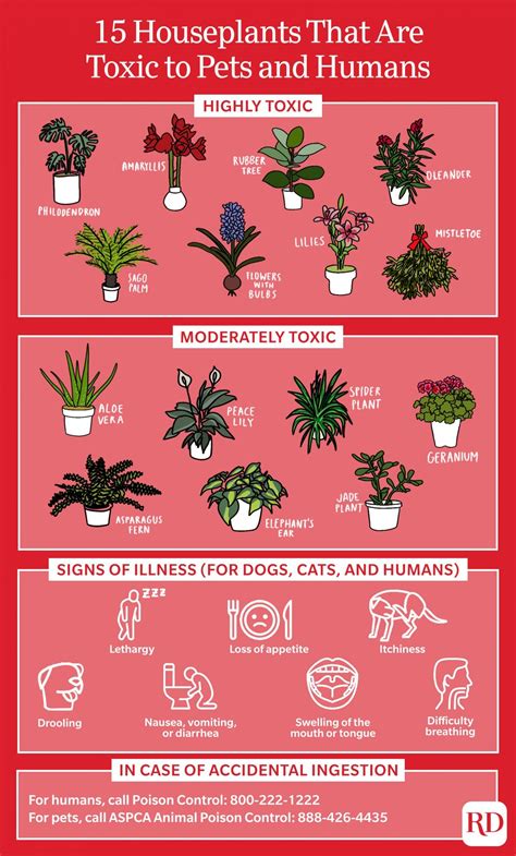 15 Poisonous Plants | Dangerous and Toxic Plants for Pets and People