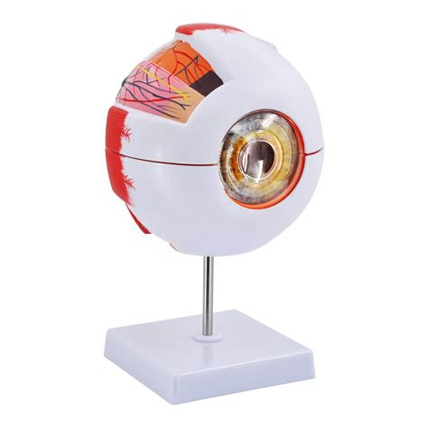 Buy Eye Anatomy Model, 6X d Eyeball Model, Human Eye Anatomical Model ...