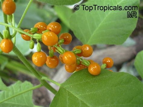 Rivina humilis, Bloodberry, Rouge Plant, Baby Pepper,Pigeonberry, Coralito, Inkberry, Small Pokeweed