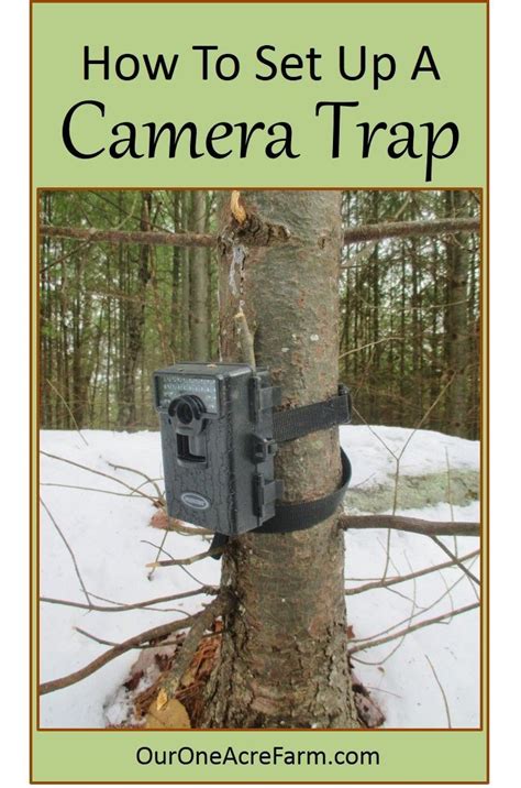 How to Set up a Camera Trap - | Deer hunting, Hunting, Predator hunting