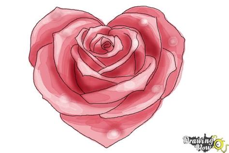 A Drawing Of A Rose