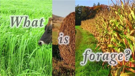 What is Forage - YouTube