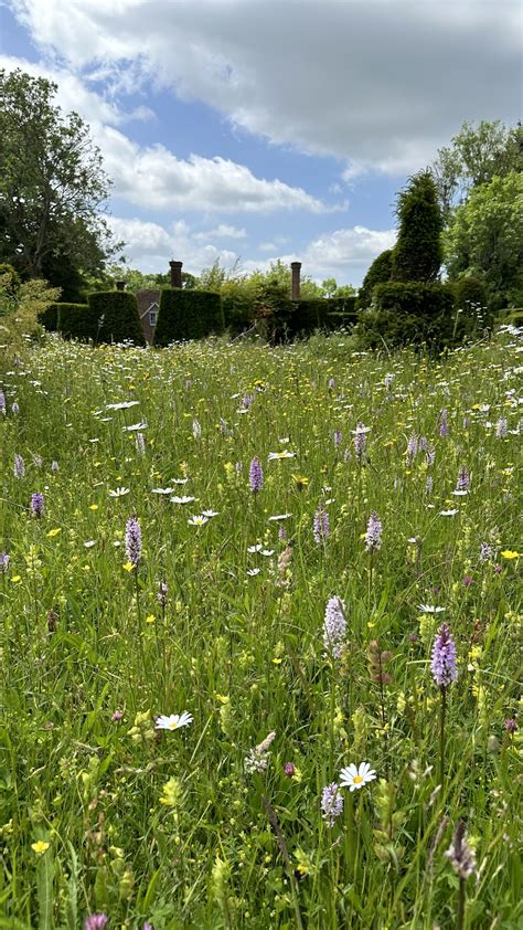 How to Create a Wildflower Front Yard — Meadowlark Journal