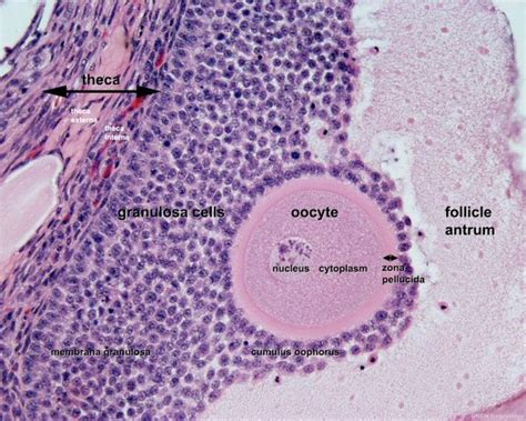 Cat Ovary | Anatomy and Physiology