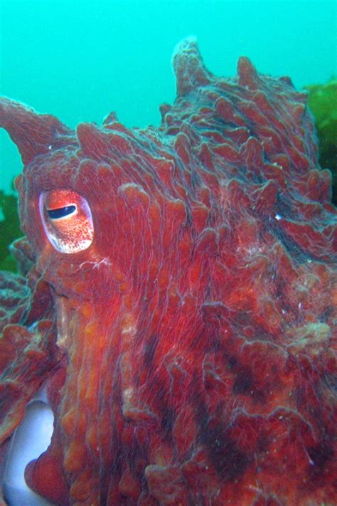 Giant Pacific Octopus Camouflage