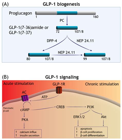 Cells | Free Full-Text | GLP-1 Receptor Agonists in Neurodegeneration ...