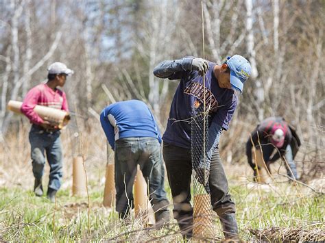 To save moose, coalition spends millions on habitat | Minnesota Public ...