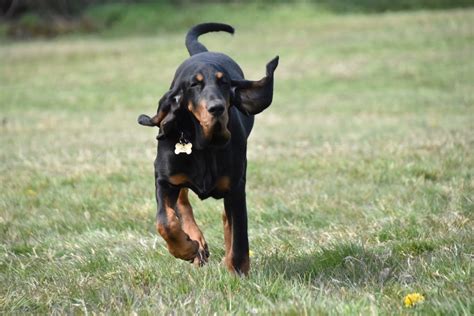 American English Coonhound | Behavioural Training | Tessleymoor