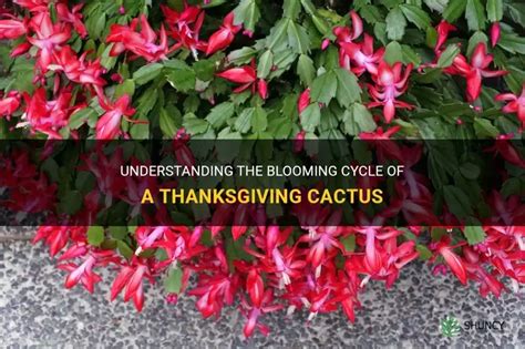 Understanding The Blooming Cycle Of A Thanksgiving Cactus | ShunCy