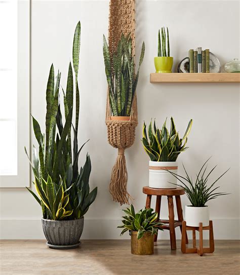 How to Grow and Care for Snake Plant