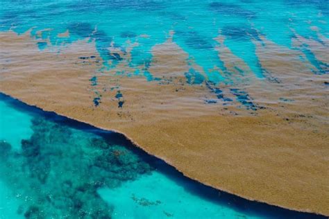 5,000-Mile-Long Seaweed Blob Heading To Florida, Mexico, And Dominican ...