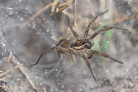 Funnel Web Wolf Spider - Sosippus, possibly floridanus?, L… | Flickr