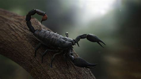 Scorpion Arachnids Wallpapers - Wallpaper Cave