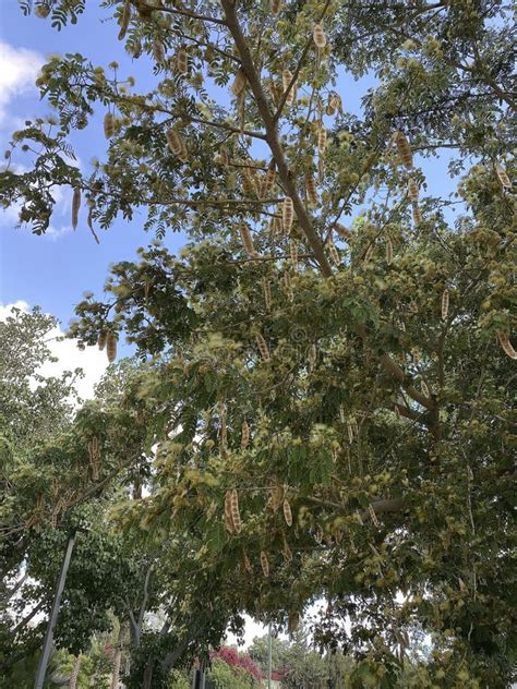 Albizia lebbeck tree stock image. Image of branches - 147836103