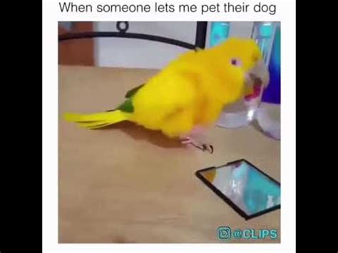 Dancing Parrot Meme - YouTube