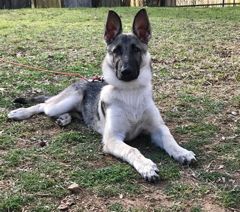 Silver Sable German Shepherd Puppies : C1930 binks~sable german shepherd puppy dog dogs~profile ...