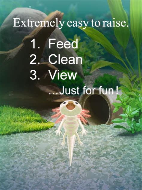 Axolotl Pet APK Download - Free Educational GAME for Android | APKPure.com