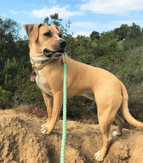 Black Mouth Cur Lab Mix: A Loyal Labrador Mix You Will Love