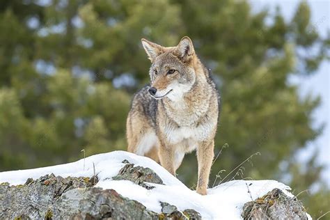 Coyote Grey Carnivore Coyote Photo Background And Picture For Free ...