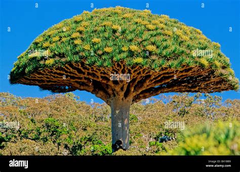 dragon Blood Tree Dracaena Cinnabari Flowering fermhin Mountain Socotra Island Yemen Arabia ...