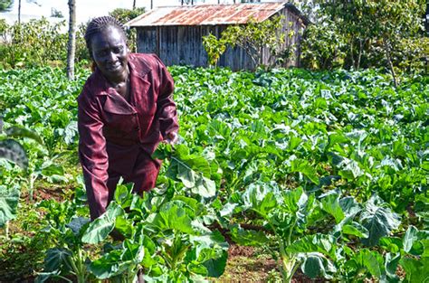 Agroforestry for Dairy Farming | Pricila Kiprotich at her fa… | Flickr